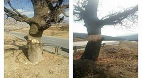 قتل ویردار، درخت ۴۵۰ ساله‌ی لرستان