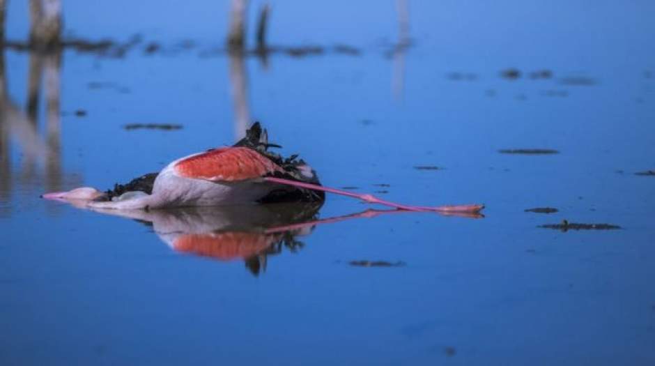 علت مرگ پرندگان در تالاب میانکاله مشخص شد