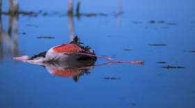 علت مرگ پرندگان در تالاب میانکاله مشخص شد