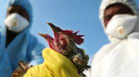 مشاهده آنفلوآنزای فوق حاد پرندگان در تبریز