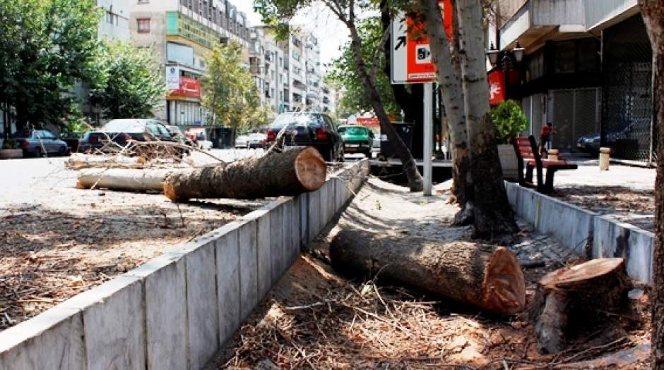 ماجرای درآمدزایی شهرداری از قطع درختان