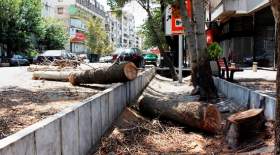 ماجرای درآمدزایی شهرداری از قطع درختان