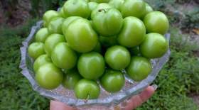 برداشت ۱۷ هزار تن گوجه سبز در گیلان  