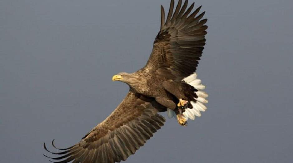 یک عقاب طلایی در سنندج نجات یافت