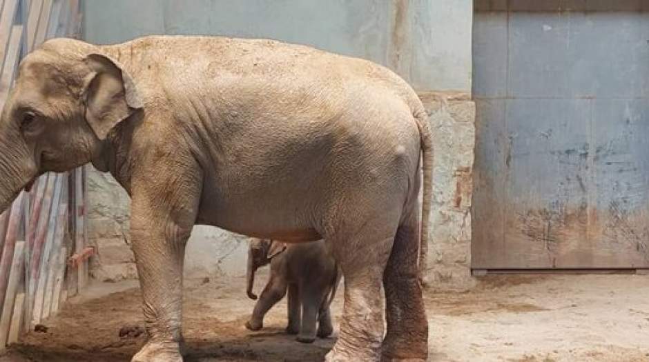 آخرین وضعیت فیل متولد شده در ارم