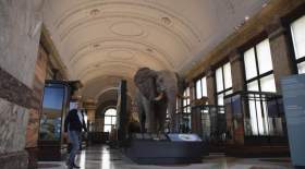بلژیک آثار تاریخی کنگو را پس می‌دهد