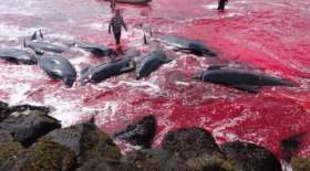 "سنت وحشیانه قتل‌عام نهنگ‌ها" در دانمارک