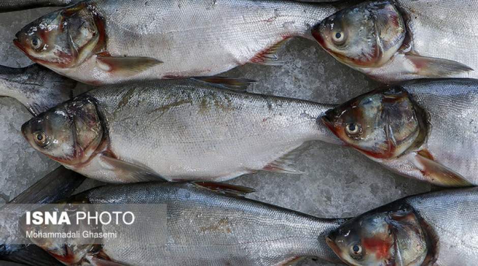 افزایش بیش از ۷۰ درصدی قیمت ماهی