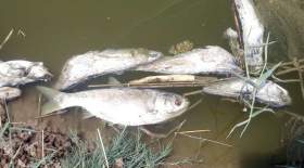 مرگ مشکوک ماهیان قنات جهانی یزد