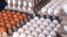 دولت و باز هم راهکار موقت برای کنترل بازار تخم مرغ!