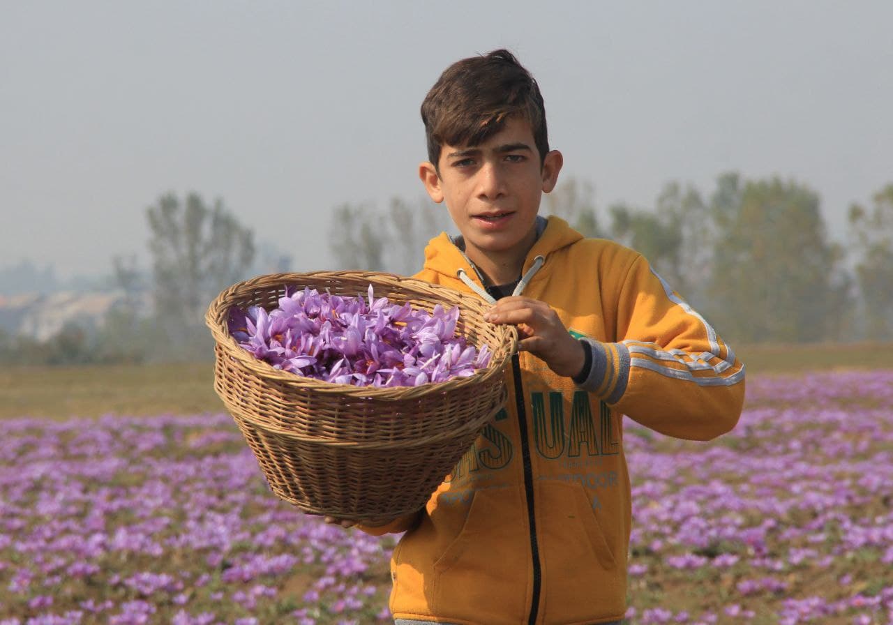 کشت زعفران در کشمیر