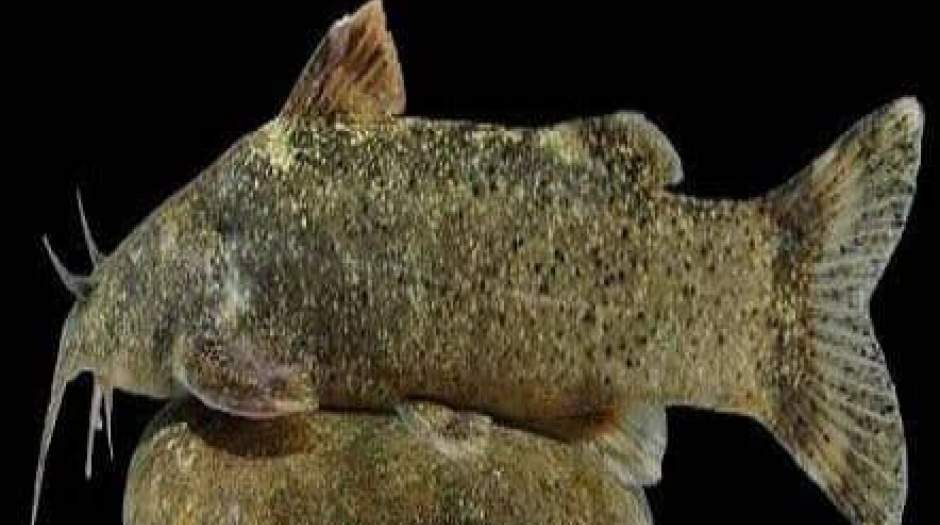 ثبت گونه جدید ماهی به نام «علی دایی»