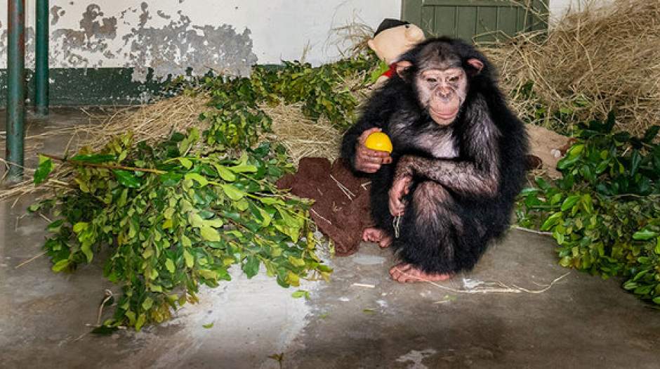 مرگ شامپانزه ایرانی در کنیا