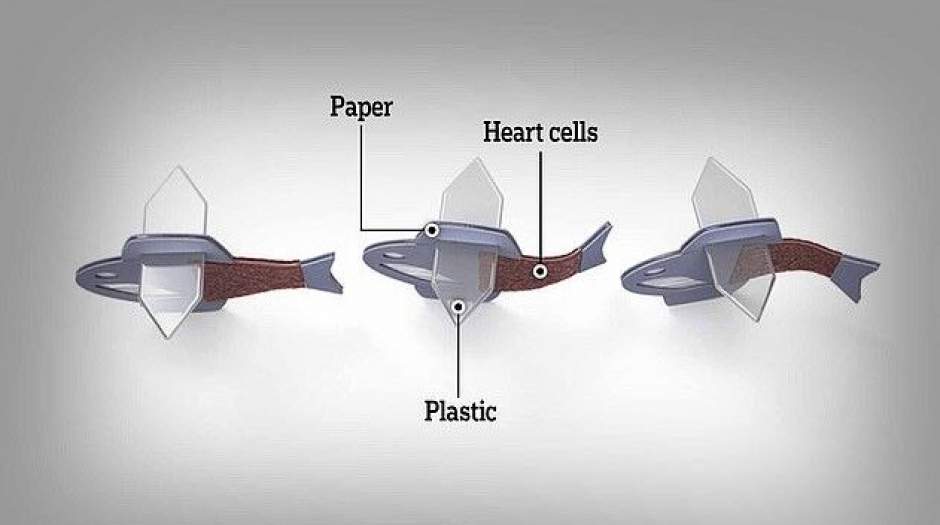 ساخت ربوماهی زنده از سلول‌ قلب انسان