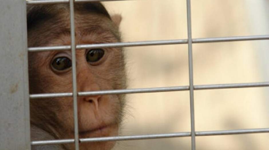 بیانیه ایلان ماسک درباره شکنجه میمون‌ها