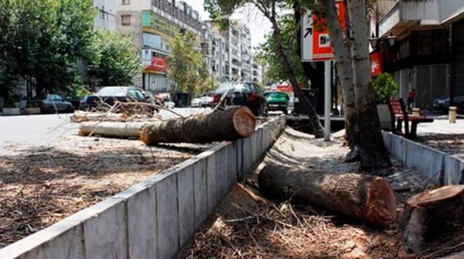 قطع ۲۰۰ اصله درخت در تهران