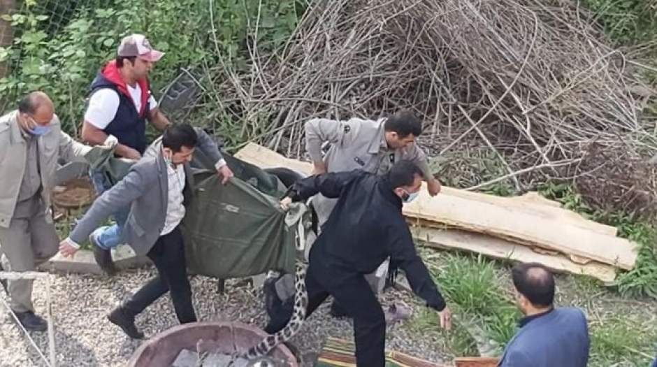 پلنگ سرگردان در خیابان‌های قائم‌شهر!