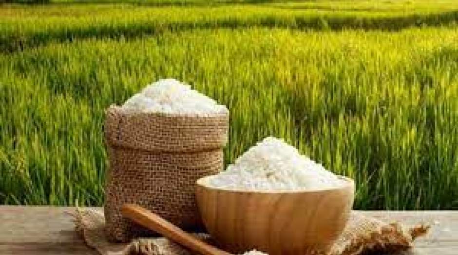 قیمت برنج ریزش می‌کند؟