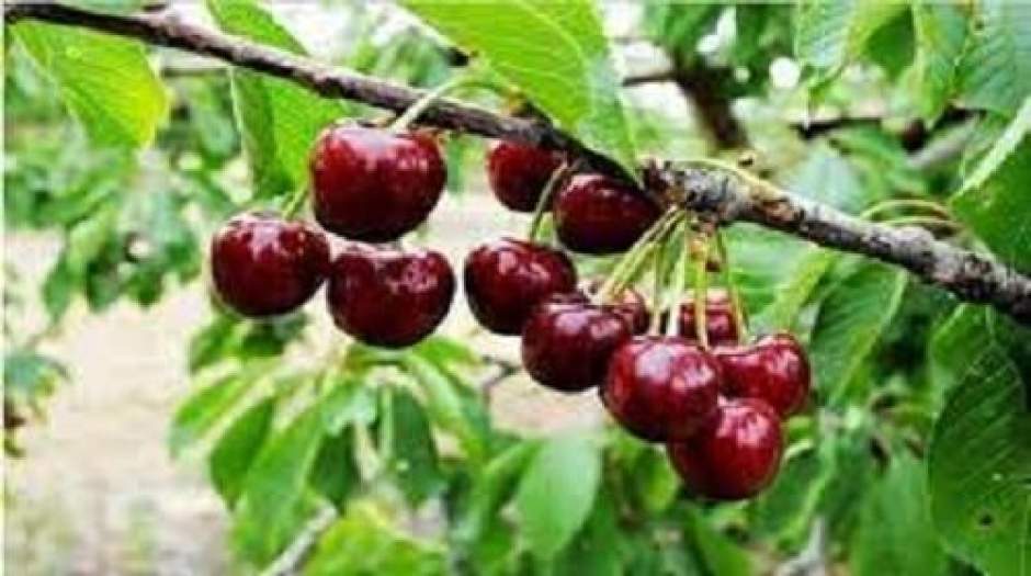 چرا شب‌ها باید گیلاس بخوریم؟