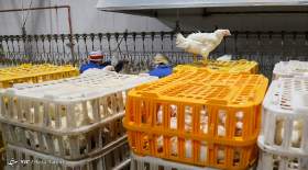 قیمت جدید مرغ زنده تعیین شد