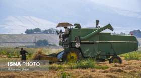 خشکه کاری، راهکاری برای صرفه‌جویی آب در مزارع برنج