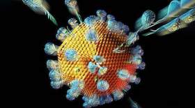 توضیح وزارت بهداشت درباره ویروس جدید «مالبورگ»