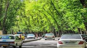 جریمه قطع درختان خیابان ولیعصر چقدر است؟