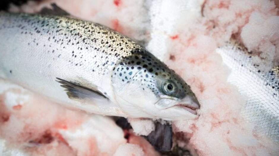 خطرات مصرف ماهی قزل آلا پرورشی