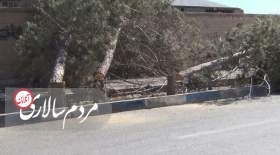 اپیدمی قطع درخت در تهران