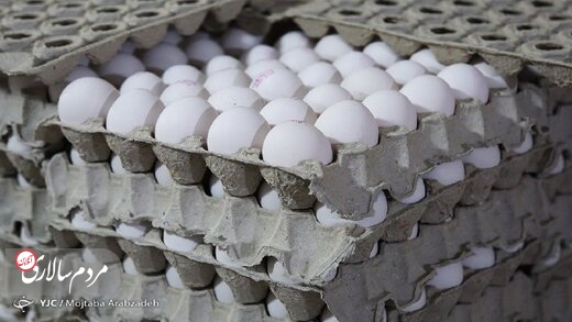 تخم مرغ ارزان شده اما روزی ۱۰۰ تن صادر می‌شود