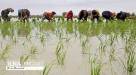 ۳۰ درصد مردم شمال برنج خارجی مصرف می‌کنند