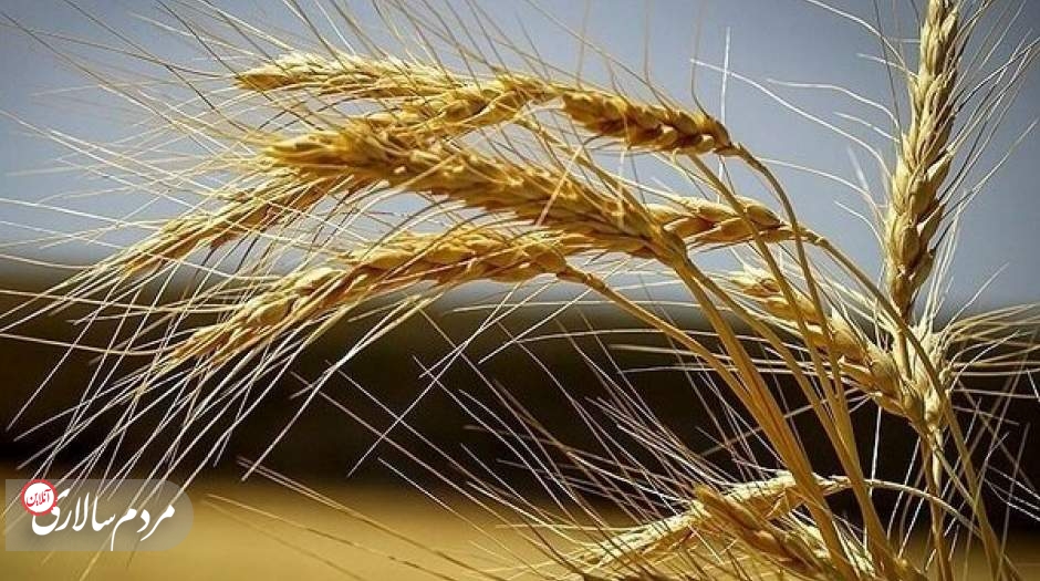 خودکفایی گندم ممکن شد؟