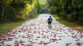 راهپیمایی میلیونی خرچنگ‌های قرمز