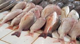 قیمت ماهی امروز