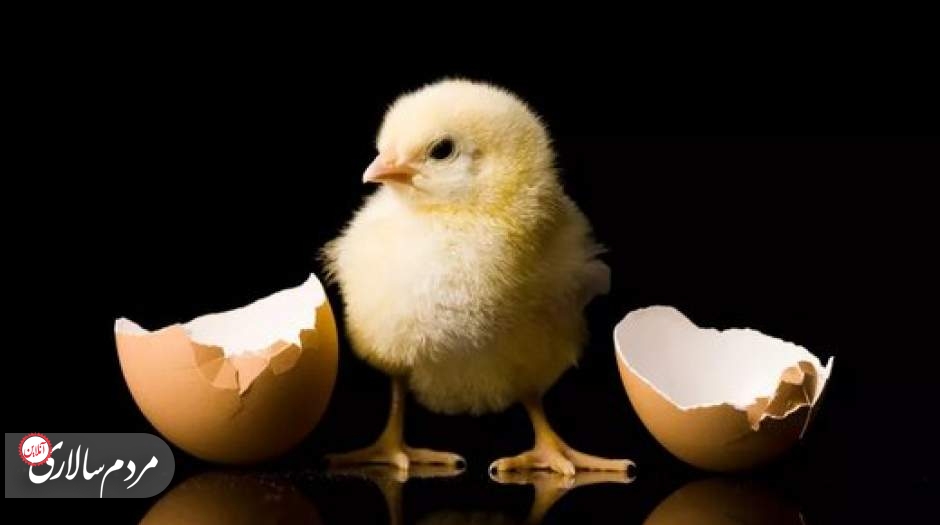حل یک پرسش تاریخی بشری:اول مرغ بوده یا تخم‌مرغ؟
