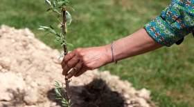تشریح سه هدف اصلی از کاشت یک میلیارد درخت در ایران