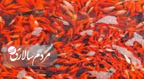 تولید و پرورش«ماهی قرمز»در گیلان