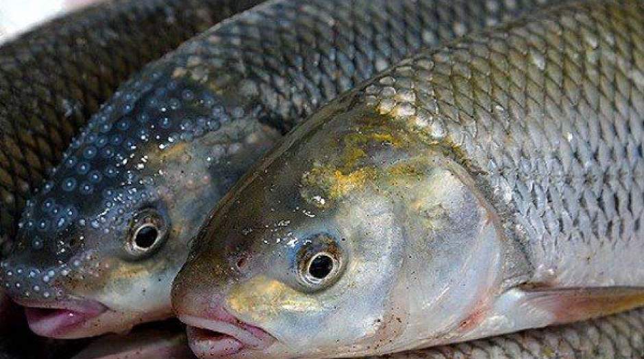 این ماهی در خارج از ایران پرطرفدارتر است!