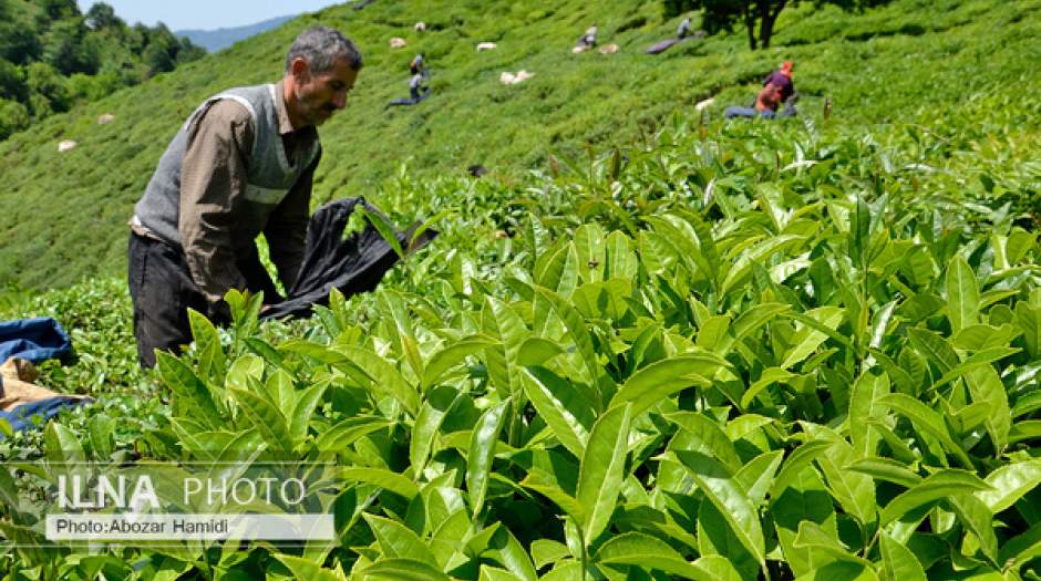 نرخ واردات چای ۵ برابر صادرات