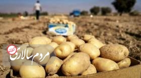  صادرات سیب‌زمینی آزاد شد