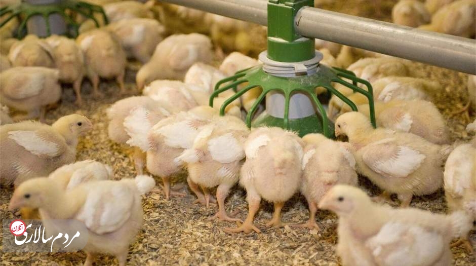هشدار درباره گرانی مجدد مرغ در بازار از اردیبهشت