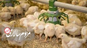هشدار درباره گرانی مجدد مرغ در بازار از اردیبهشت