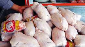 قیمت مرغ گوشتی ۱۰۰ هزار تومان می‌شود؟