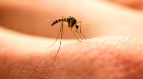 افزایش مبتلایان به بیماری مالاریا
