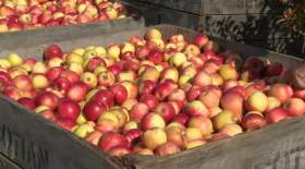 صادرات سیب ایران کم شد، درآمدش بیشتر!