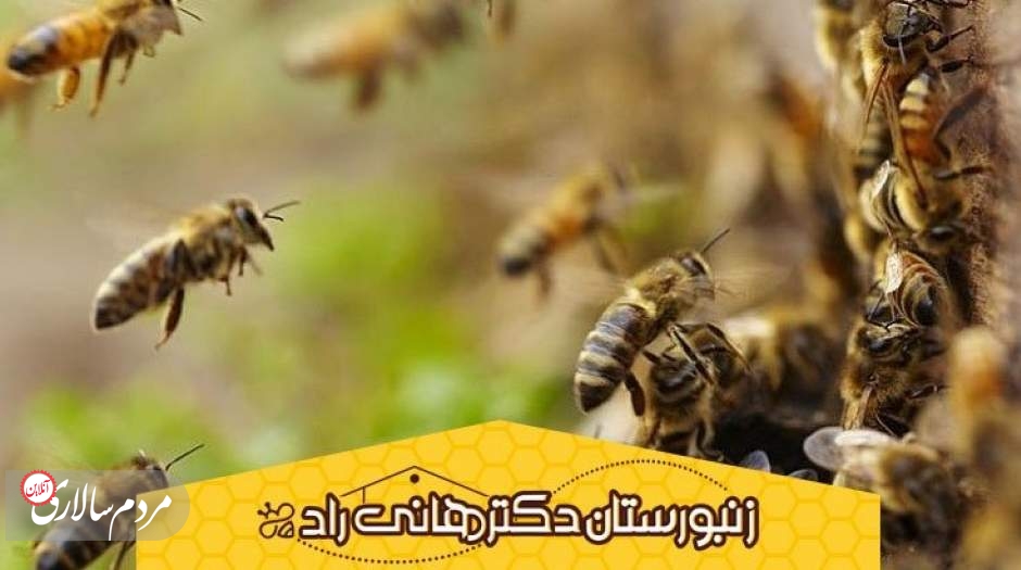 مطالب عجیبی که در مورد زنبور عسل نمی دانید!