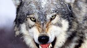 حمله ترسناک گرگ‌ها به مناطق مسکونی جوانرود