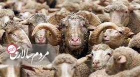 قیمت روده گوسفند پرواز کرد!
