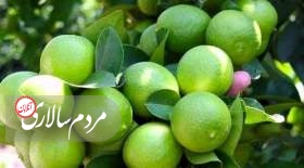 تاثیر معجزه آسای لیمو برای درمان ۱۳ بیماری!