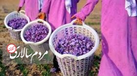 درخواست وزارت صمت در خصوص حذف عوارض صادراتی زعفران